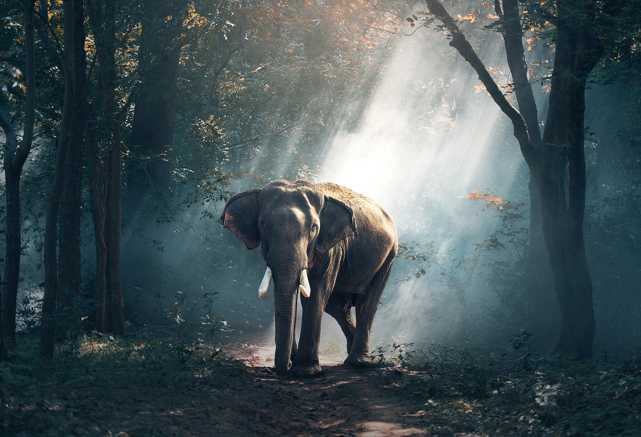 Intressanta fakta om elefanter